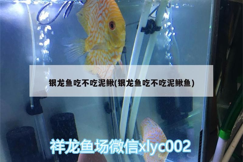銀龍魚吃不吃泥鰍(銀龍魚吃不吃泥鰍魚)