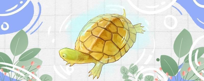 咸鱈龍魚的做法，簡單點又美味，咸鱈龍魚燉豆腐渣，簡單點又美味， 咸鱈龍魚的做法，簡單點又美味，咸鱈龍魚燉豆腐渣，簡單點又美味， 觀賞魚百科 第2張