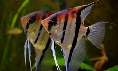 北京哪有魚缸批發市場啊多少錢（北京哪有魚缸批發市場啊多少錢一個）