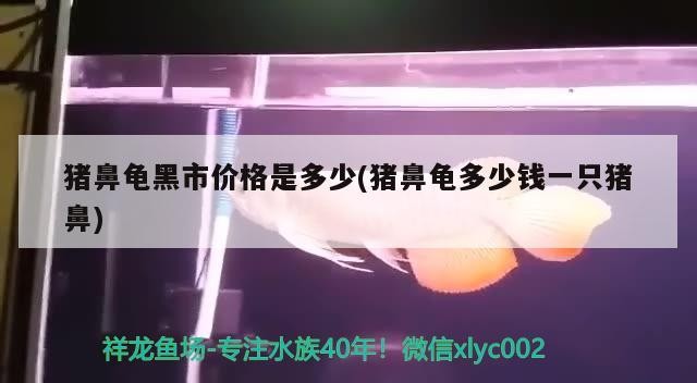 豬鼻龜黑市價格是多少(豬鼻龜多少錢一只豬鼻)