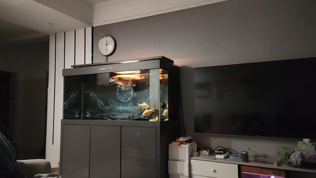 我的虎魚真菌感染了要怎么處理 半夜坐在客廳,喝喝茶看看魚,放松心情,挺好。說實話,養(yǎng)了龍魚之后對其他的觀賞魚很難再有興趣,要是有個庭院興許會養(yǎng)養(yǎng)錦鯉,但居室內(nèi)養(yǎng)魚還是龍魚賞心悅目! 龍魚論壇 半夜坐在客廳,喝喝茶看看魚,放松心情,挺好。說實話,養(yǎng)了龍魚之后對其他的觀賞魚很難再有興趣,要是有個庭院興許會養(yǎng)養(yǎng)錦鯉,但居室內(nèi)養(yǎng)魚還是龍魚賞心悅目! 半夜坐在客廳,喝喝茶看看魚,放松心情,挺好。說實話,養(yǎng)了龍魚之后對其他的觀賞魚很難再有興趣,要是有個庭院興許會養(yǎng)養(yǎng)錦鯉,但居室內(nèi)養(yǎng)魚還是龍魚賞心悅目! 龍魚論壇