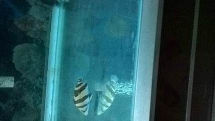 印尼三紋虎與龍魚混養比例研究，印尼三紋虎與龍魚混養安全性評估方法 印尼三紋虎與龍魚混養比例研究，印尼三紋虎與龍魚混養安全性評估方法 虎魚百科 第2張