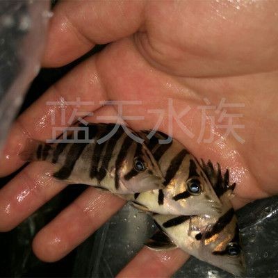 印尼三紋虎與龍魚混養比例研究，印尼三紋虎與龍魚混養安全性評估方法 印尼三紋虎與龍魚混養比例研究，印尼三紋虎與龍魚混養安全性評估方法 虎魚百科 第4張