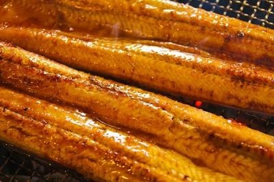 印尼三紋虎與龍魚混養比例研究，印尼三紋虎與龍魚混養安全性評估方法 印尼三紋虎與龍魚混養比例研究，印尼三紋虎與龍魚混養安全性評估方法 虎魚百科 第5張