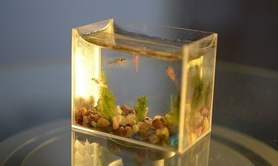 可麗愛魚缸1萬多還不是超白的嗎為什么（可麗愛魚缸1萬多還不是超白的嗎為什么）