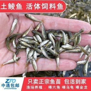 龍魚喂啥上色快vs祥龍魚場:“龍魚喂啥上色快”與“祥龍魚場”兩個品牌在提升龍魚色彩方面的效果 vs祥龍魚場 第2張 龍魚喂啥上色快vs祥龍魚場:“龍魚喂啥上色快”與“祥龍魚場”兩個品牌在提升龍魚色彩方面的效果 龍魚喂啥上色快vs祥龍魚場:“龍魚喂啥上色快”與“祥龍魚場”兩個品牌在提升龍魚色彩方面的效果 vs祥龍魚場 第2張