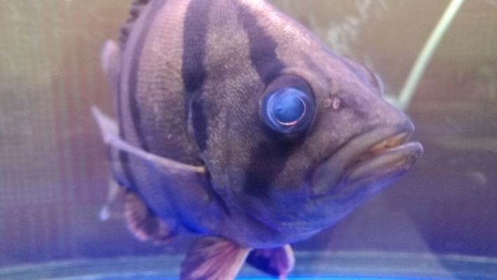 虎魚(yú)眼睛爛了怎么辦