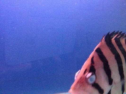 虎魚(yú)眼睛爛了怎么辦