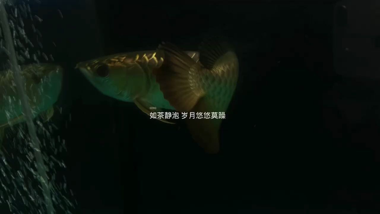 廣州市荔灣區御園水族店 全國水族館企業名錄 第1張 廣州市荔灣區御園水族店 廣州市荔灣區御園水族店 全國水族館企業名錄 第1張