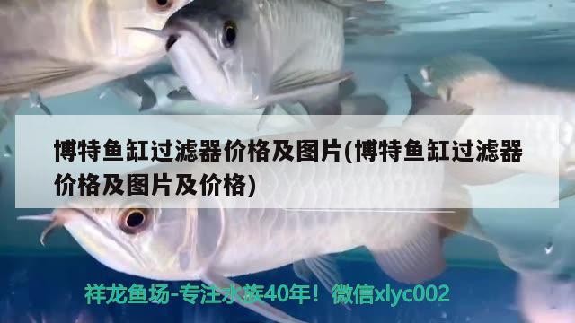 博特魚缸過濾器價格及圖片(博特魚缸過濾器價格及圖片及價格)