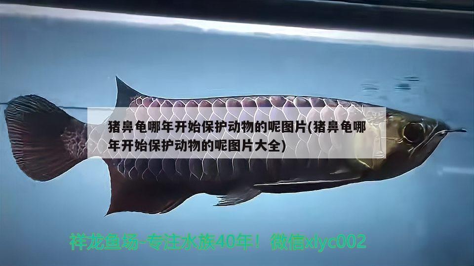 豬鼻龜哪年開始保護動物的呢圖片(豬鼻龜哪年開始保護動物的呢圖片大全)