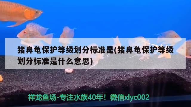 豬鼻龜保護(hù)等級(jí)劃分標(biāo)準(zhǔn)是(豬鼻龜保護(hù)等級(jí)劃分標(biāo)準(zhǔn)是什么意思) 豬鼻龜保護(hù)等級(jí)劃分標(biāo)準(zhǔn)是(豬鼻龜保護(hù)等級(jí)劃分標(biāo)準(zhǔn)是什么意思) 豬鼻龜百科