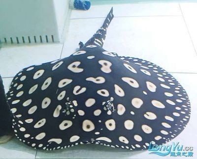 皇冠黑白魟魚多大能繁殖：皇冠黑白魟魚多大能繁殖，
