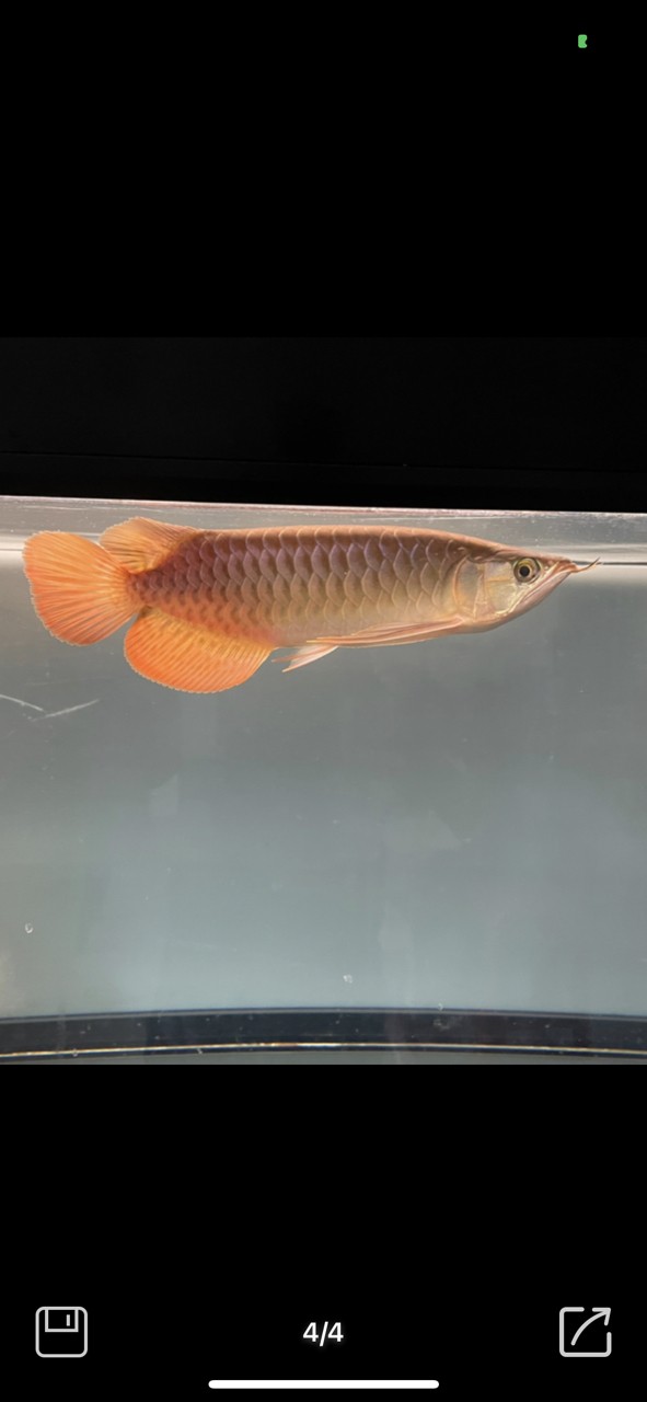 養紅龍百感交集(1) 龍魚論壇 第1張 養紅龍百感交集(1) 養紅龍百感交集(1) 龍魚論壇 第1張