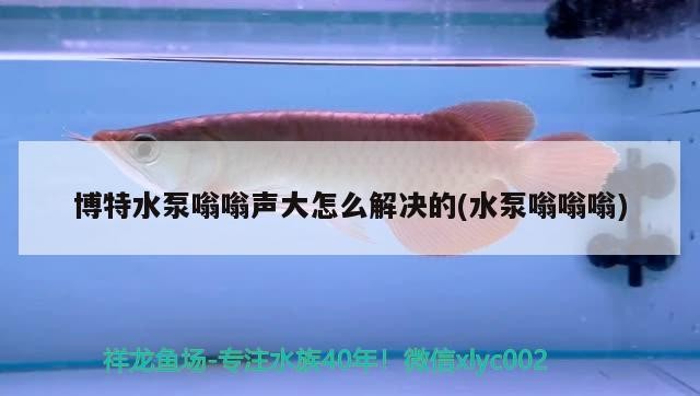 博特水泵嗡嗡聲大怎么解決的(水泵嗡嗡嗡) 博特水泵嗡嗡聲大怎么解決的(水泵嗡嗡嗡) 博特水族