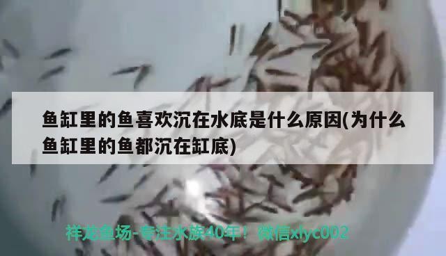 魚缸里的魚喜歡沉在水底是什么原因(為什么魚缸里的魚都沉在缸底)
