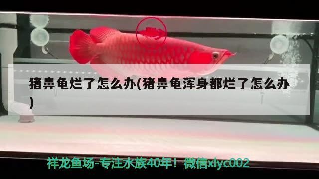 豬鼻龜爛了怎么辦(豬鼻龜渾身都爛了怎么辦) 豬鼻龜爛了怎么辦(豬鼻龜渾身都爛了怎么辦) 豬鼻龜百科