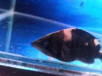 虎魚內蒙眼還可以捕食嗎：虎魚內蒙眼可以捕食嗎 虎魚內蒙眼還可以捕食嗎：虎魚內蒙眼可以捕食嗎 虎魚百科 第3張