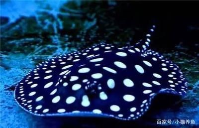 皇冠魟魚的價(jià)格：皇冠魟魚的價(jià)格因其品種、尺寸、年齡和品相等因素有所不同