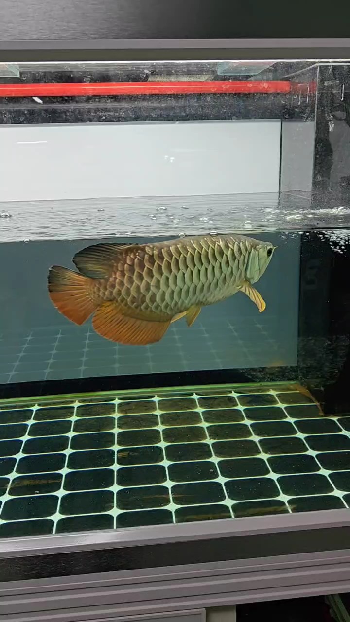 金龍到家的第418天 金龍到家的第418天 龍魚論壇
