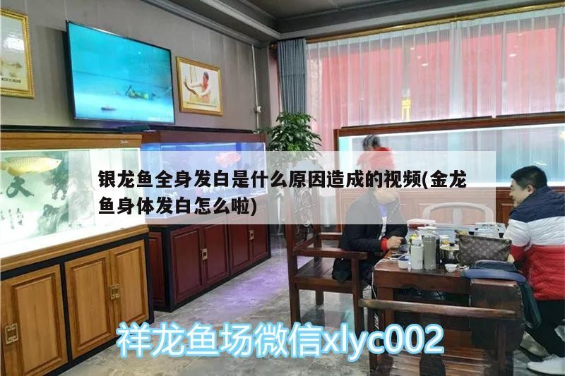 銀龍魚全身發白是什么原因造成的視頻(金龍魚身體發白怎么啦)