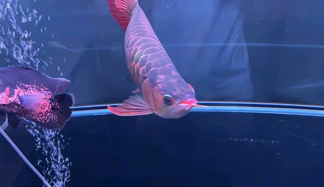 40公分的紅龍魚價格多少：40公分紅龍魚價格受到多種因素影響紅龍魚價格差異 40公分的紅龍魚價格多少：40公分紅龍魚價格受到多種因素影響紅龍魚價格差異 紅龍魚百科 第4張