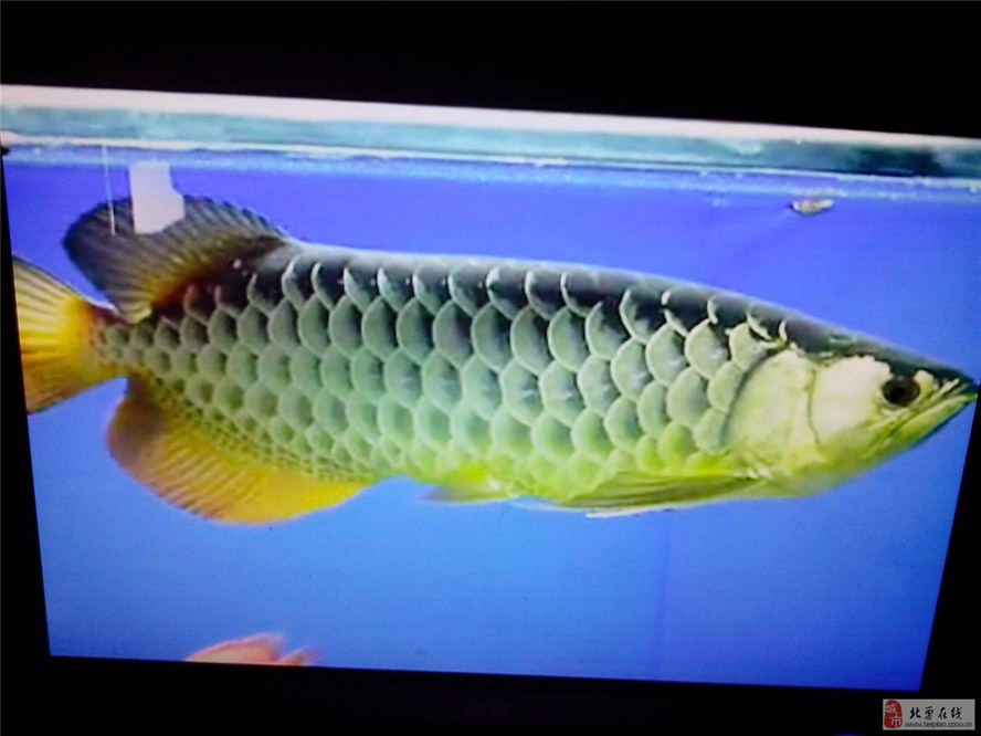 過背金龍魚圖片高清：揭秘金龍魚過背的奧秘 過背金龍魚圖片高清：揭秘金龍魚過背的奧秘 金龍魚百科 第3張