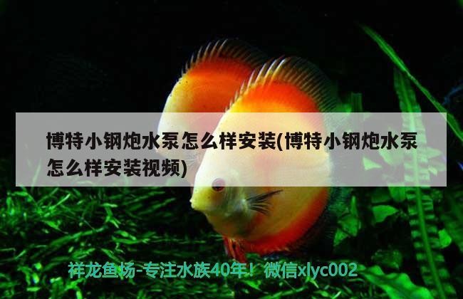 博特小鋼炮水泵怎么樣安裝(博特小鋼炮水泵怎么樣安裝視頻)