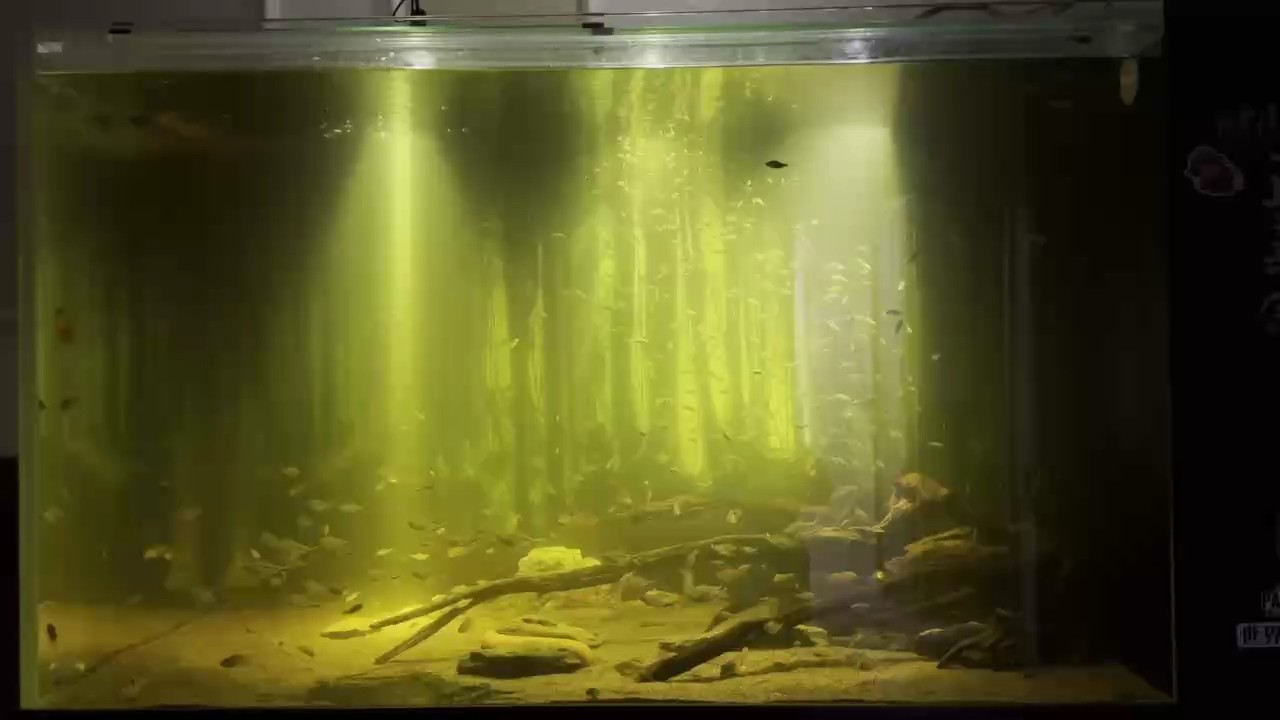 1000多條小魚開會