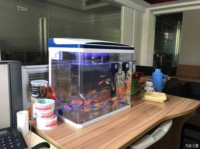 養紅龍魚魚缸背景顏色要求是什么 養紅龍魚魚缸背景顏色要求是什么 紅龍魚百科 第2張