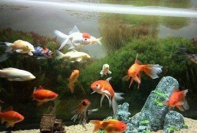 養紅龍魚魚缸背景顏色要求是什么 養紅龍魚魚缸背景顏色要求是什么 紅龍魚百科 第5張