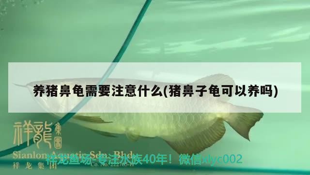 養(yǎng)豬鼻龜需要注意什么(豬鼻子龜可以養(yǎng)嗎)