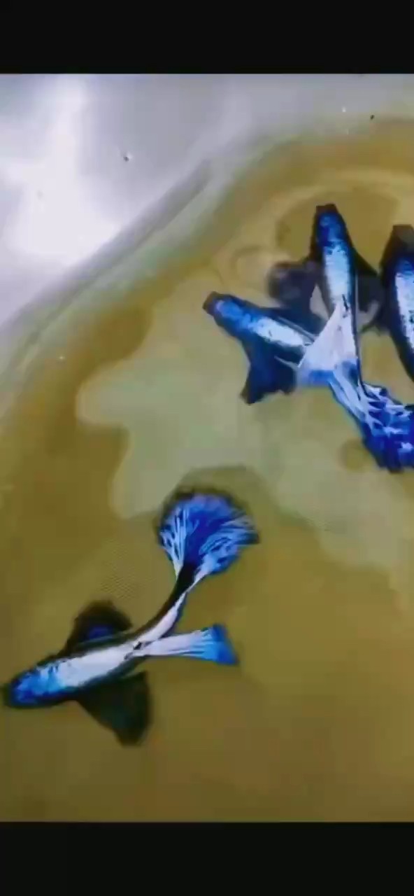 滿鱗亮背象耳島嶼天堂藍(lán)孔雀魚#孔雀魚 #高端孔雀魚#稀有孔雀魚 滿鱗亮背象耳島嶼天堂藍(lán)孔雀魚#孔雀魚 #高端孔雀魚#稀有孔雀魚 龍魚論壇