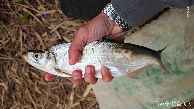 白條魚和翹嘴魚的區別（白條魚和翹嘴魚在外觀上有一些相似之處，使得它們成為兩種不同的魚類）