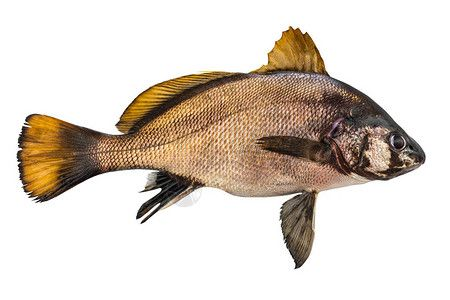 白條魚和翹嘴魚的區別（白條魚和翹嘴魚在外觀上有一些相似之處，使得它們成為兩種不同的魚類）