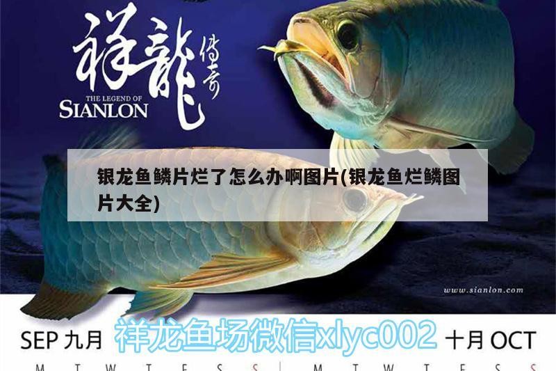 觀賞魚 銀龍魚鱗片爛了怎么辦啊圖片(銀龍魚爛鱗圖片大全) 銀龍魚百科 銀龍魚鱗片爛了怎么辦啊圖片(銀龍魚爛鱗圖片大全) 銀龍魚鱗片爛了怎么辦啊圖片(銀龍魚爛鱗圖片大全) 銀龍魚百科