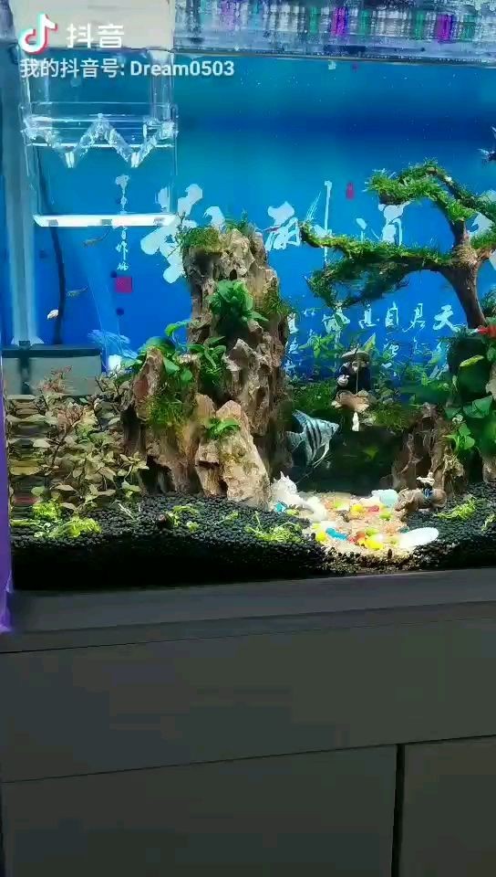 北京南宮友佳觀賞魚店
