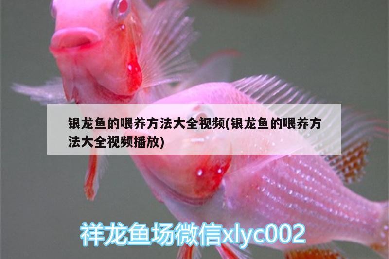 有沒(méi)有更簡(jiǎn)單的龍魚燈關(guān)閉方法？，魚燈關(guān)閉方法的探討，在探討龍魚燈的關(guān)閉方法時(shí)需要了解