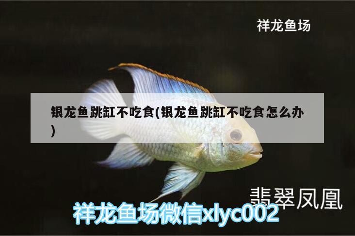 我的虎魚真菌感染了要怎么處理 銀龍魚跳缸不吃食(銀龍魚跳缸不吃食怎么辦) 銀龍魚百科 銀龍魚跳缸不吃食(銀龍魚跳缸不吃食怎么辦) 銀龍魚跳缸不吃食(銀龍魚跳缸不吃食怎么辦) 銀龍魚百科