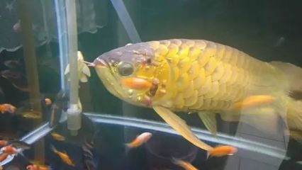 龍魚病了幾天換下水