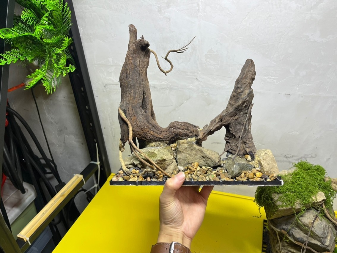 養(yǎng)銀龍魚水溫是多少度合適(養(yǎng)銀龍魚的水溫多少合適)