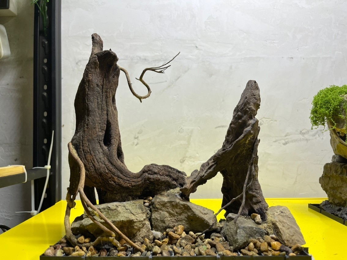 養(yǎng)銀龍魚水溫是多少度合適(養(yǎng)銀龍魚的水溫多少合適)