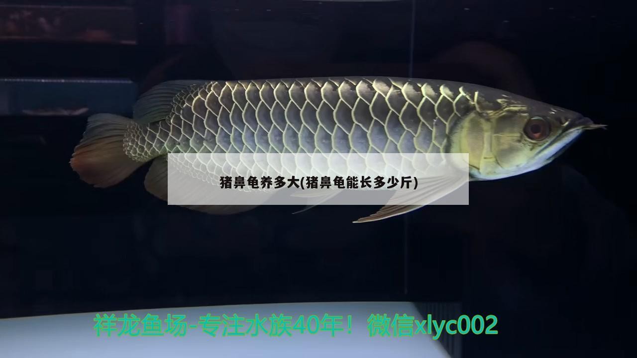 豬鼻龜養多大(豬鼻龜能長多少斤)