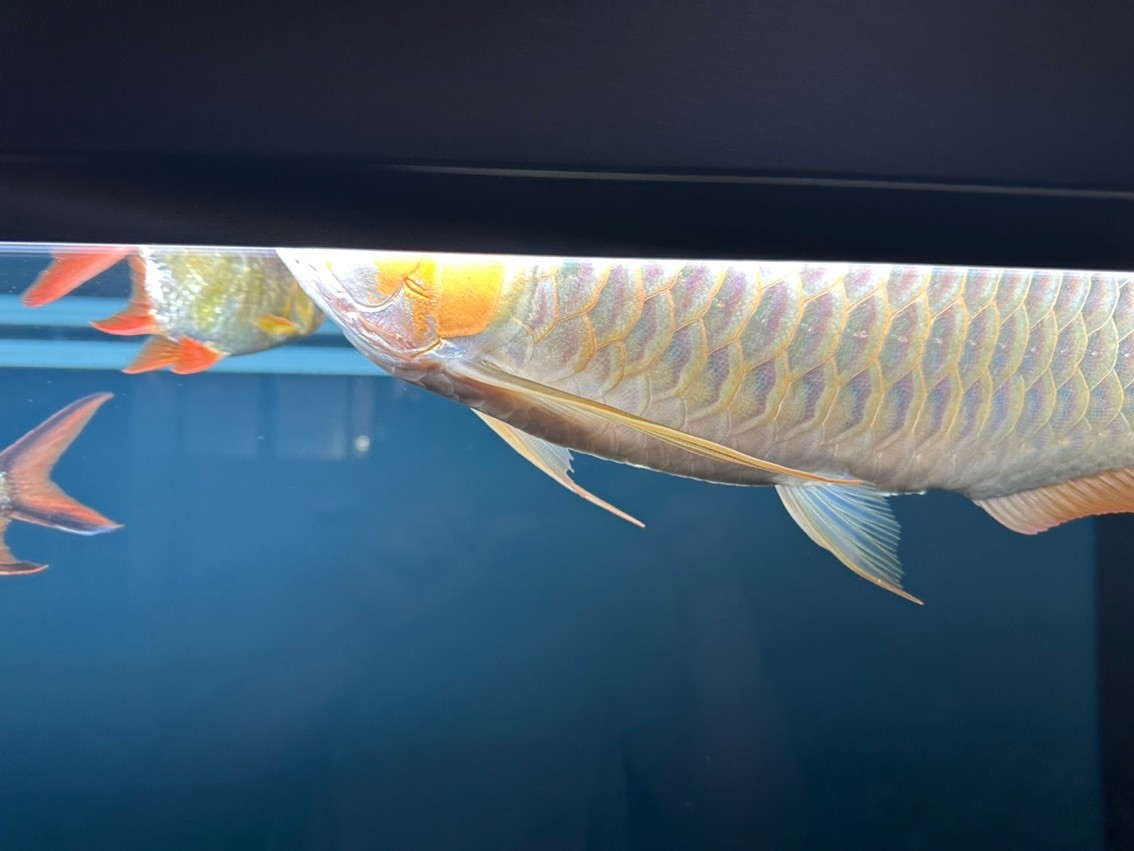 180天，目測47cm了，秋天來到，開始上側燈。這貨性格較好，不炸缸，買回來沒掉一片鱗，還在發展鰓部的紅，明年估計攻鱗片了，先用側燈把框和反光打出來。 180天，目測47cm了，秋天來到，開始上側燈。這貨性格較好，不炸缸，買回來沒掉一片鱗，還在發展鰓部的紅，明年估計攻鱗片了，先用側燈把框和反光打出來。 龍魚論壇 第1張