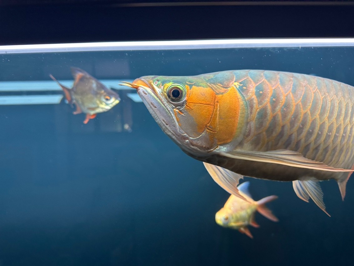 180天，目測47cm了，秋天來到，開始上側燈。這貨性格較好，不炸缸，買回來沒掉一片鱗，還在發展鰓部的紅，明年估計攻鱗片了，先用側燈把框和反光打出來。 180天，目測47cm了，秋天來到，開始上側燈。這貨性格較好，不炸缸，買回來沒掉一片鱗，還在發展鰓部的紅，明年估計攻鱗片了，先用側燈把框和反光打出來。 龍魚論壇 第4張