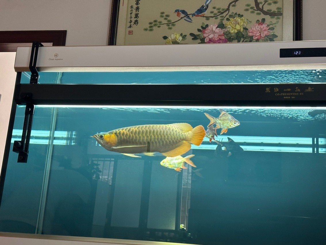 180天，目測47cm了，秋天來到，開始上側燈。這貨性格較好，不炸缸，買回來沒掉一片鱗，還在發展鰓部的紅，明年估計攻鱗片了，先用側燈把框和反光打出來。 180天，目測47cm了，秋天來到，開始上側燈。這貨性格較好，不炸缸，買回來沒掉一片鱗，還在發展鰓部的紅，明年估計攻鱗片了，先用側燈把框和反光打出來。 龍魚論壇 第9張