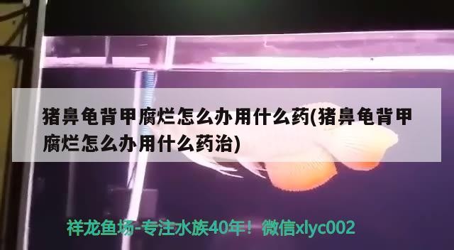 魚缸用增氧泵價格是多少:魚缸增氧機-xtrac增氧機-xtrac增氧機 豬鼻龜背甲腐爛怎么辦用什么藥(豬鼻龜背甲腐爛怎么辦用什么藥治) 豬鼻龜百科 豬鼻龜背甲腐爛怎么辦用什么藥(豬鼻龜背甲腐爛怎么辦用什么藥治) 豬鼻龜背甲腐爛怎么辦用什么藥(豬鼻龜背甲腐爛怎么辦用什么藥治) 豬鼻龜百科