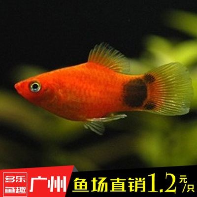 紅色的小型觀賞魚（紅劍魚的飼養技巧）