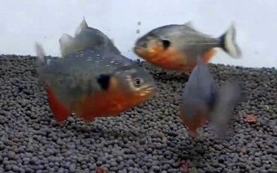 虎魚(yú)不吃飯：2-10天內(nèi)自行消失，虎魚(yú)以前吃什么，吃什么