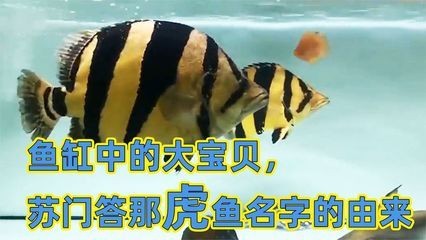 虎魚(yú)不吃飯：2-10天內(nèi)自行消失，虎魚(yú)以前吃什么，吃什么